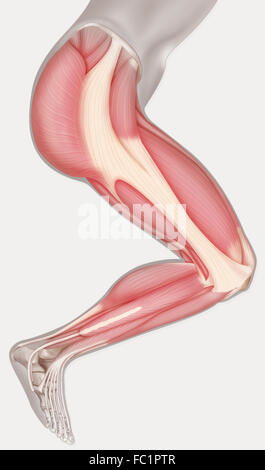 Les muscles des membres inférieurs, dessin Banque D'Images