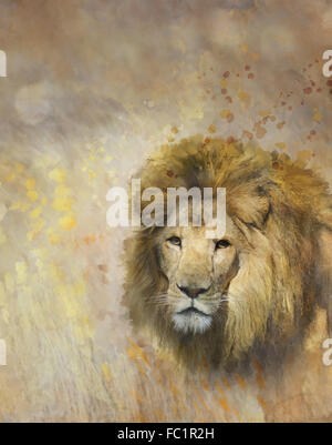 African Lion Portrait Banque D'Images
