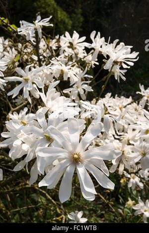 Magnolia stellata en pleine floraison au printemps dans un jardin anglais Banque D'Images