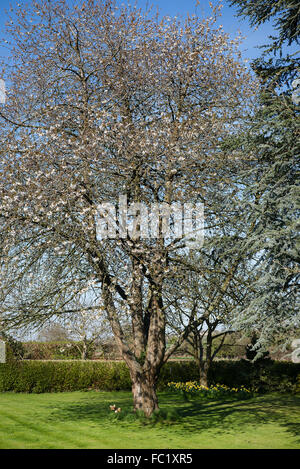 Prunus avium à nouveau s'épanouir dans un jardin anglais Banque D'Images