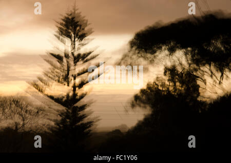 Un coucher du soleil avec un vent floues silhouette d'arbre de pin de Norfolk et l'arbre d'eucalyptus Banque D'Images