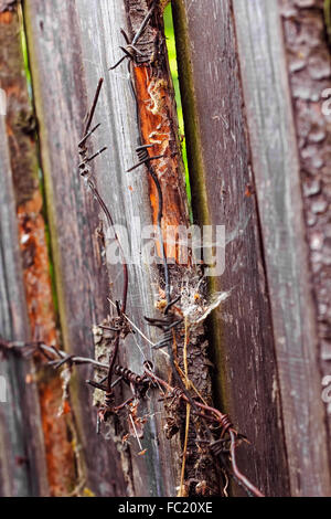 Planches en bois coloré de clôture et fragment de barbelés Banque D'Images