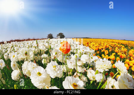 Le Ranunculus asiaticus Banque D'Images