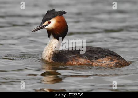 Grèbe huppé (Podiceps cristatus) Banque D'Images