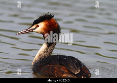 Grèbe huppé (Podiceps cristatus) Banque D'Images