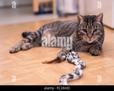 Un chat se trouve calmement sur le sol Banque D'Images