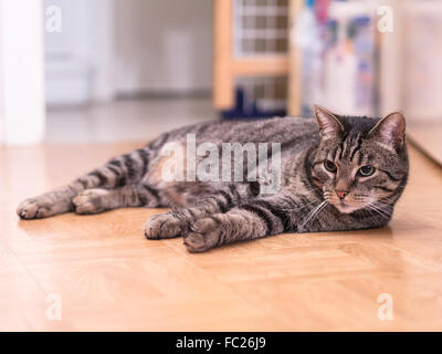 Un chat se trouve calmement sur le sol Banque D'Images