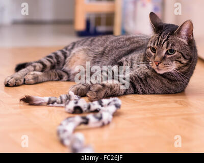 Un chat se trouve calmement sur le sol Banque D'Images