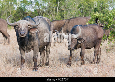 Le cap des buffles (syncerus caffer), Ol Pejeta Reserve, Kenya Banque D'Images