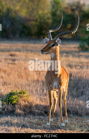 Impala (Aepyceros melampus) Ol Pejeta, vigilante, Reserve, Kenya Banque D'Images