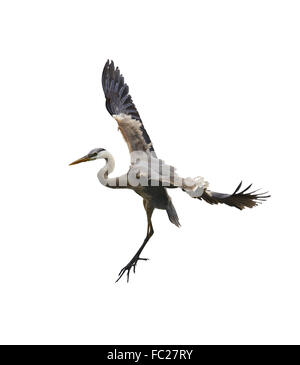 Grand Héron en vol Banque D'Images