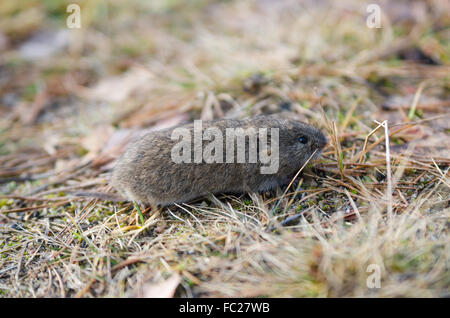 Campagnols Souris, close-up Banque D'Images