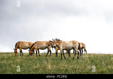 Les chevaux sauvages de Przewalski (Equus ferus przewalskii), troupeau, le Parc National de Khustain Nuruu, Töv Aïmag, Mongolie Banque D'Images