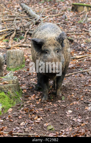 Les sangliers, les porcs sauvages aussi eurasiennes ou de sanglier (Sus scrofa), cahier des charges, de l'Eifel volcanique, Rhénanie-Palatinat, Allemagne Banque D'Images