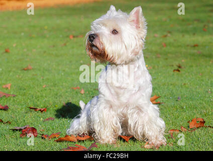 West Highland White Terrier assis dans un pré, Allemagne Banque D'Images