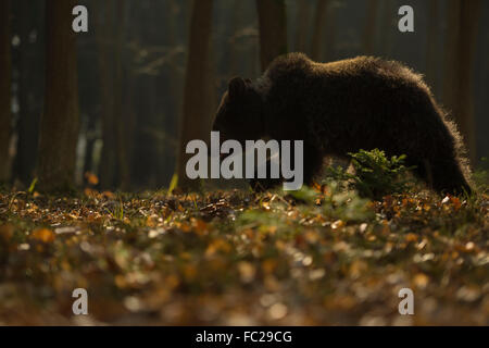 Ours brun européen Europaeischer / Braunbaer ( Ursus arctos ) promenades dans une forêt naturelle, rétroéclairé, atmosphère mystérieuse. Banque D'Images