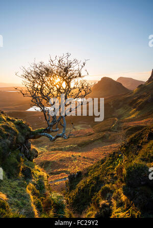 Matin d'hiver ensoleillé au fameux arbre au Quiraing, sur l'île de Skye en Ecosse UK Banque D'Images