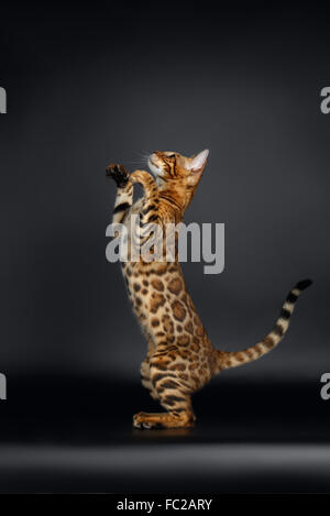 Bengal femelle ludique se dresse sur les pattes arrière Banque D'Images