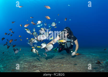 Les poissons d'alimentation plongeur, blanc ou de la dorade (Diplodus sargus) Sargo, Larnaca, Chypre Banque D'Images