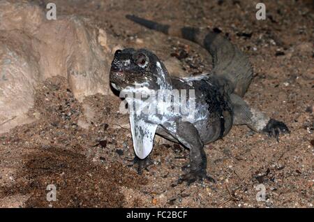 Tortue-guatémaltèque mâle iguane (Ctenosaura palearis) Banque D'Images