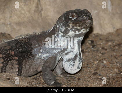 L'Iguane guatémaltèque (Ctenosaura palearis), gros plan de la tête et le haut du corps, face à l'appareil photo Banque D'Images