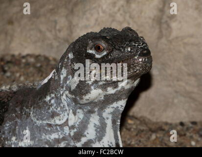 L'Iguane guatémaltèque (Ctenosaura palearis), gros plan de la tête et le haut du corps Banque D'Images