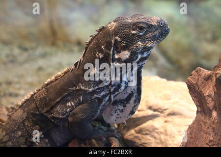 L'Iguane guatémaltèque (Ctenosaura palearis), gros plan de la tête et le haut du corps, vu de profil Banque D'Images