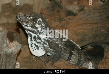 Homme l'Iguane Guatémaltèque (Ctenosaura palearis), gros plan de la tête et le haut du corps, vu de profil Banque D'Images