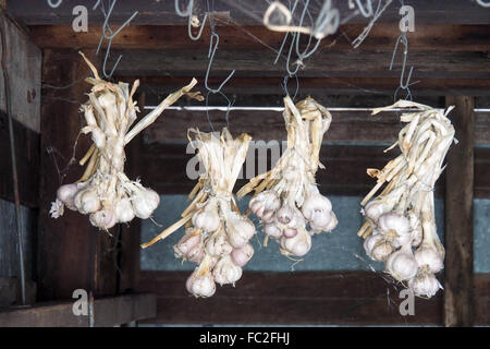 Bouquets d'ail bulbes suspendu dans un hangar en bois. Banque D'Images