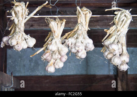 Bouquets d'ail bulbes suspendu dans un hangar en bois. Banque D'Images