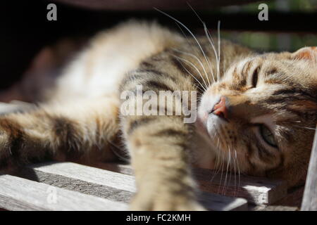 Sommeil de chat à Sun Banque D'Images