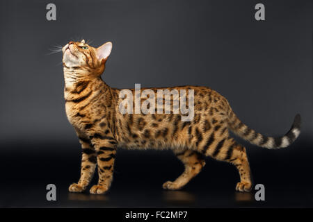 Bengal Cat Looking up on Black background Banque D'Images