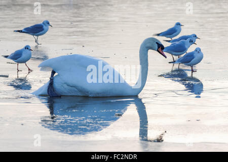 Oiseaux sur l'étang gelé Banque D'Images