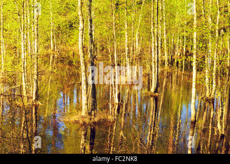 Les arbres dans l'eau après des inondations en forêt au printemps Banque D'Images