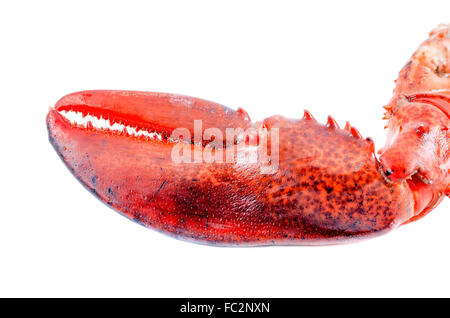 Lobster claw isolé sur fond blanc Banque D'Images