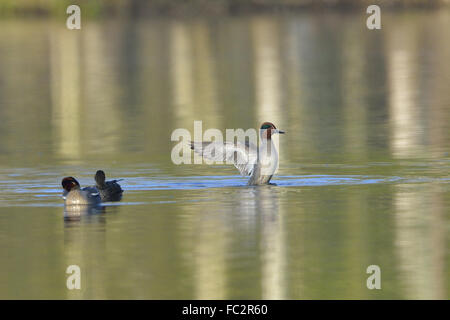 Eurasian teal Banque D'Images