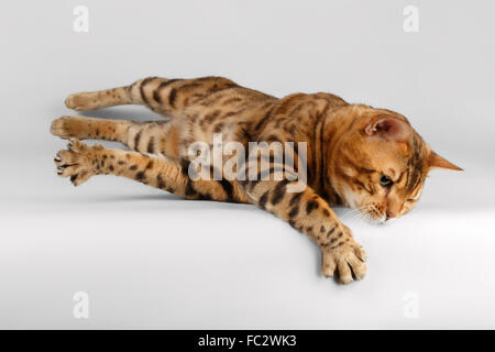 Bengal chat sur fond blanc et la Paw Banque D'Images