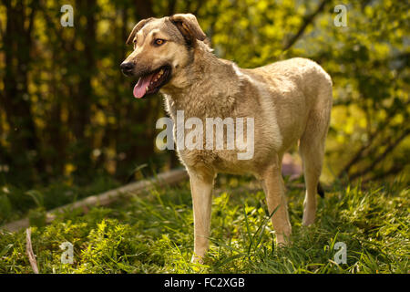 Funny chien blanc sur l'Herbe Outdoor Banque D'Images