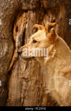 Gingembre profil chien sur fond de bois Banque D'Images