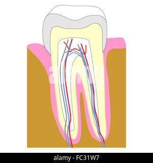 Section de la dent Banque D'Images
