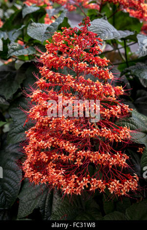 La Pagode, fleurs (Clerodendrum paniculatum), Java, Indonésie. Banque D'Images