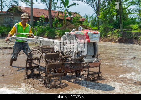 Un agriculteur pline le paddy pour planter dans un village voisin, le volcan Merapi. Java Indonésie. Banque D'Images