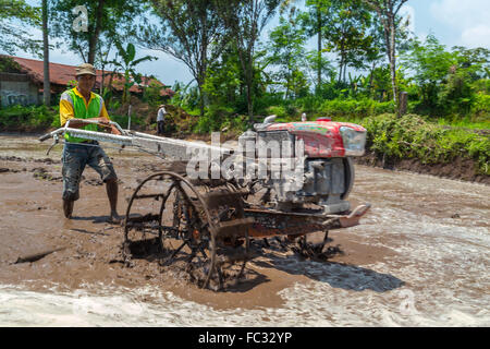 Un agriculteur pline le paddy pour planter dans un village voisin, le volcan Merapi. Java Indonésie. Banque D'Images