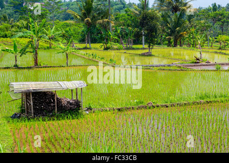 Riz paddy dans un village voisin volcan Merapi. Java, Indonésie. Banque D'Images