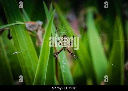 Spider wasp on web Banque D'Images