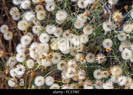Belles fleurs de pissenlit blanc . Banque D'Images