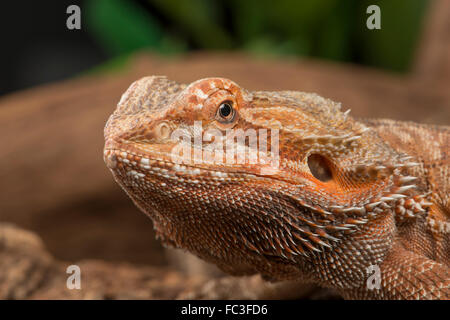 Dragon barbu : Pogona sp. Banque D'Images