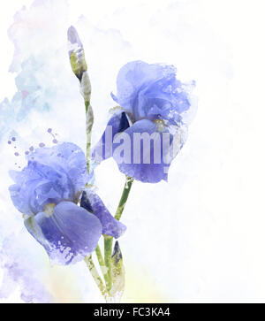 Iris fleurs Aquarelle Banque D'Images