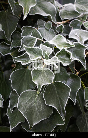 Frost couverts Hedera. Feuilles de lierre en hiver. Banque D'Images