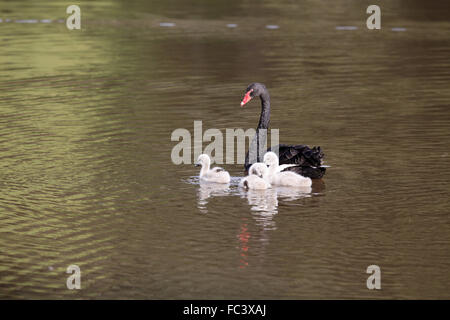 Black Swan, Cygnus atratus, avec trois adultes cygnets Banque D'Images